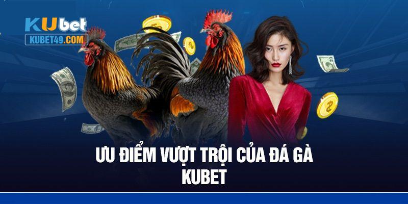 Chọi gà tại Kubet mang đẳng cấp của một sân chơi quốc tế