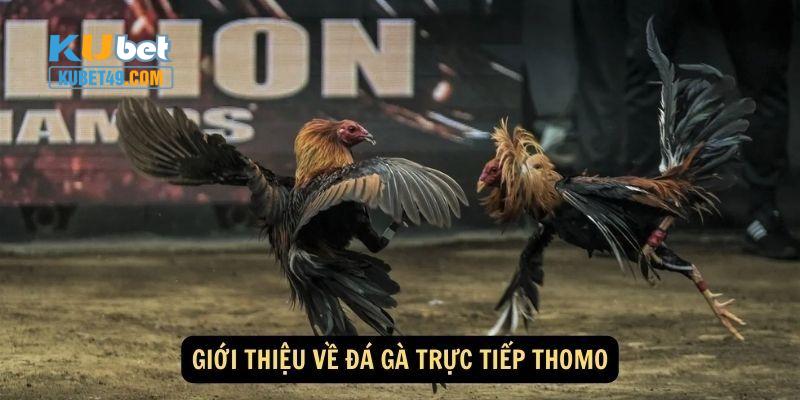 Đá gà thomo kubet